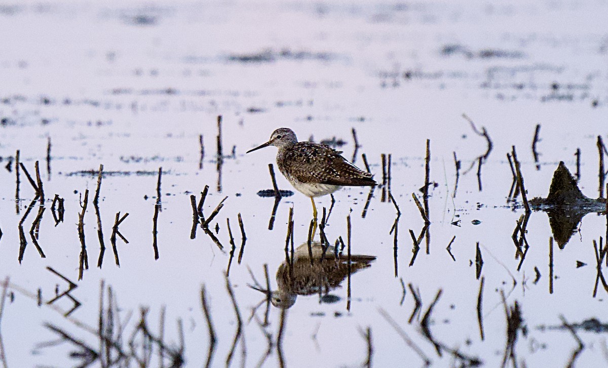 Lesser Yellowlegs - ML638974193