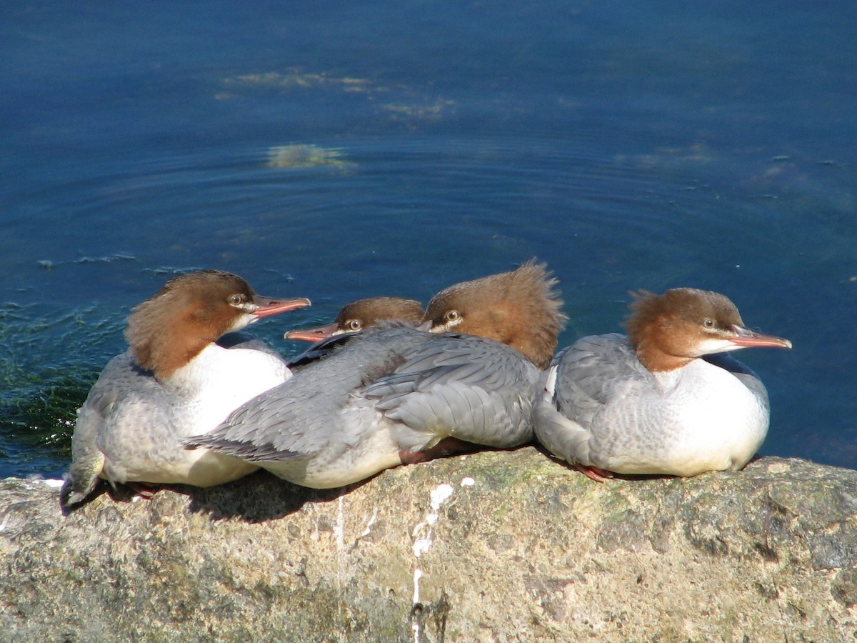 Common Merganser - ML638974194