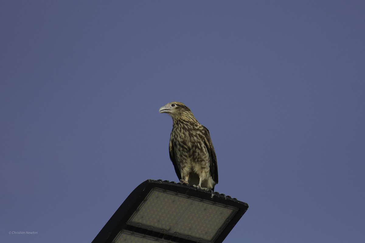 Yellow-headed Caracara - ML638974195
