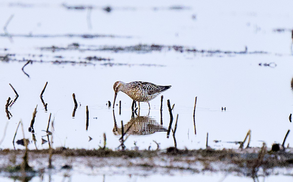 Stilt Sandpiper - ML638974196