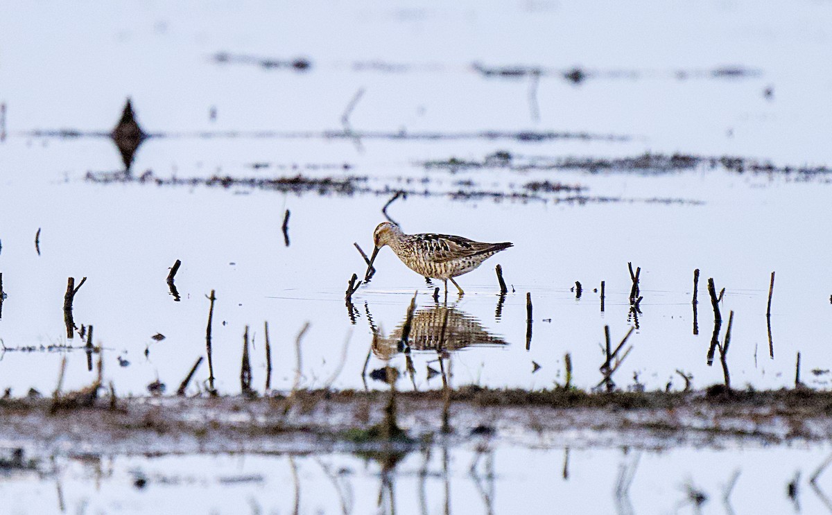 Stilt Sandpiper - ML638974197