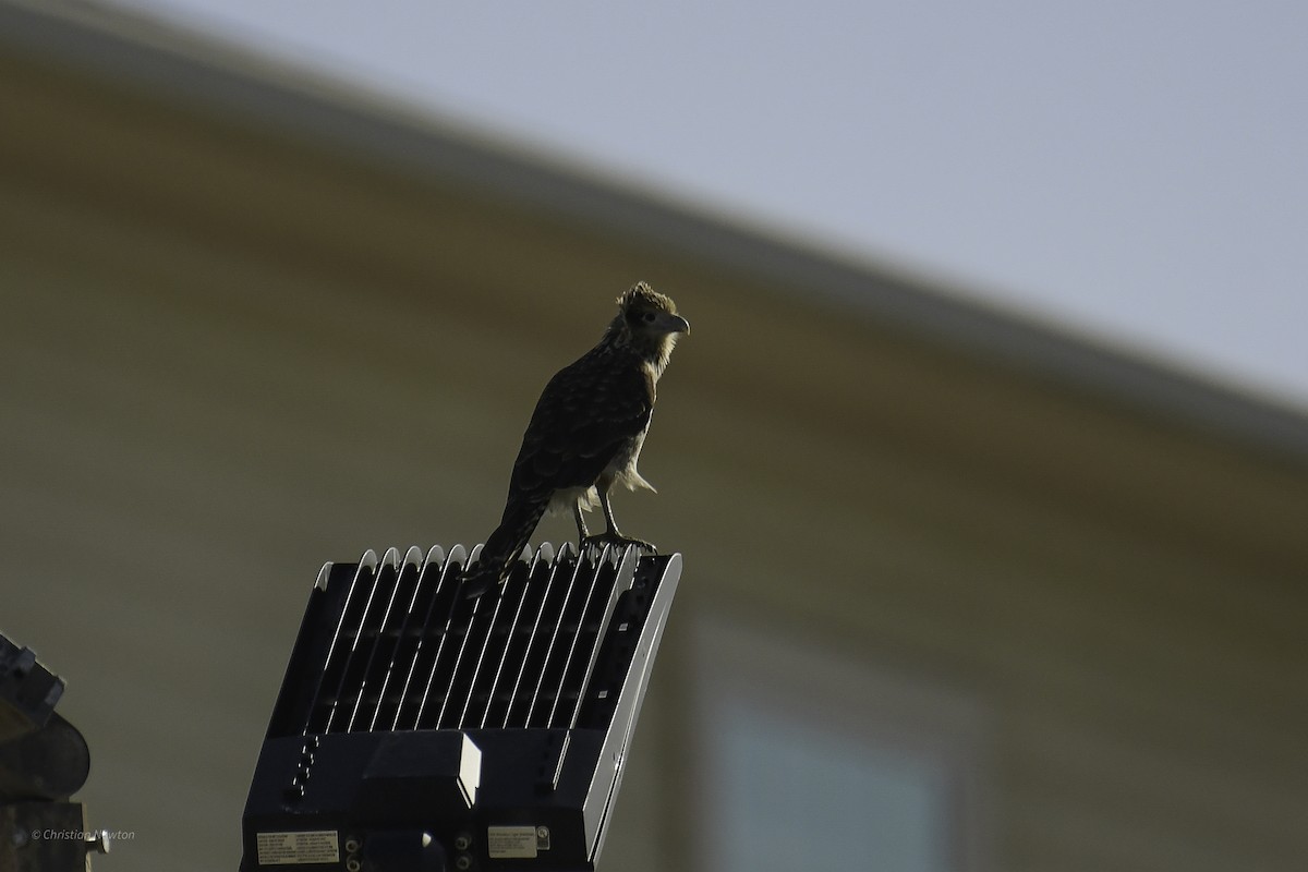 Yellow-headed Caracara - ML638974198