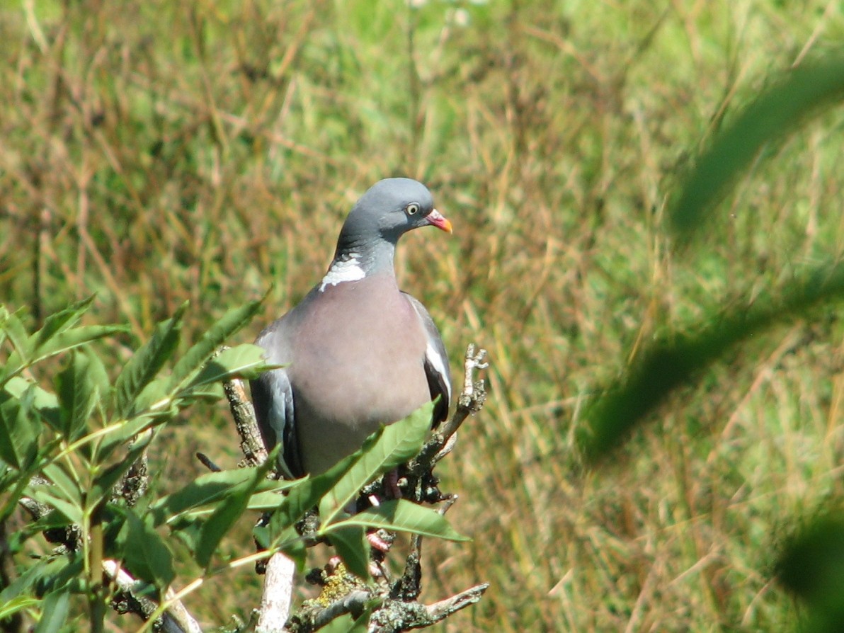 Common Wood-Pigeon - ML638974204