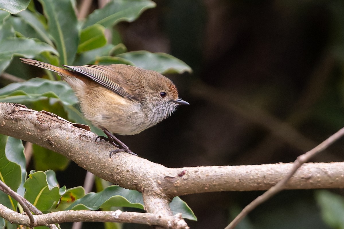 Brown Thornbill - ML638974205