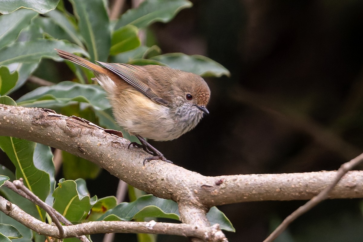 Brown Thornbill - ML638974206