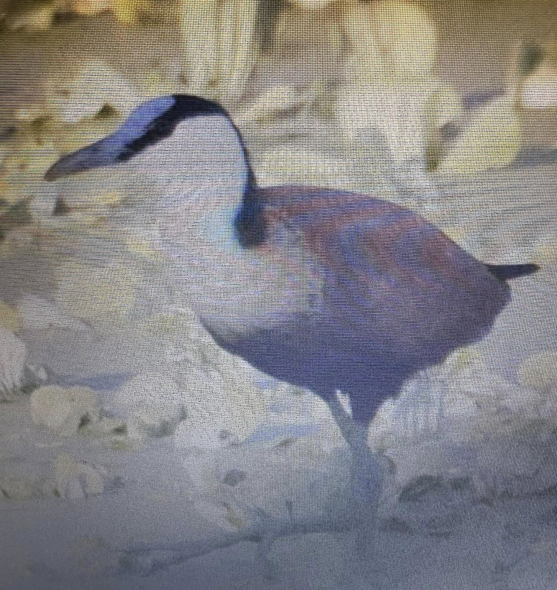 African Jacana - ML638974207