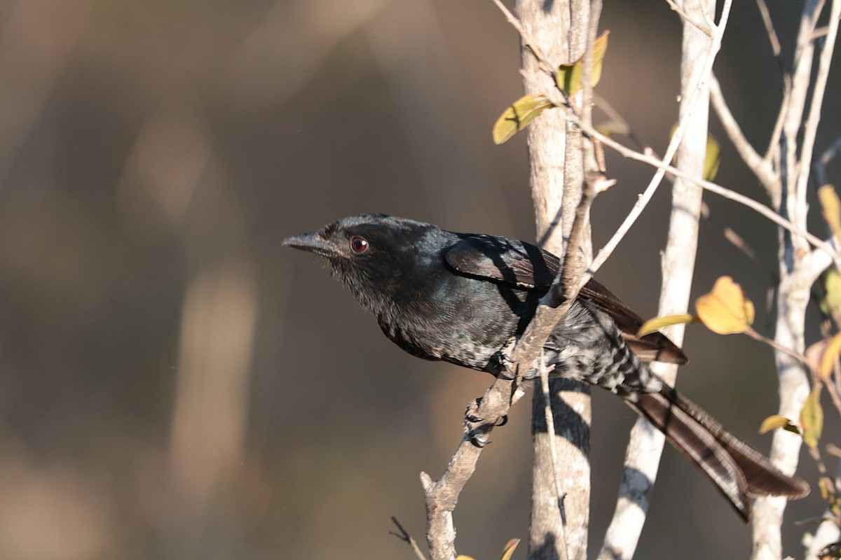 Fork-tailed Drongo - ML638974208