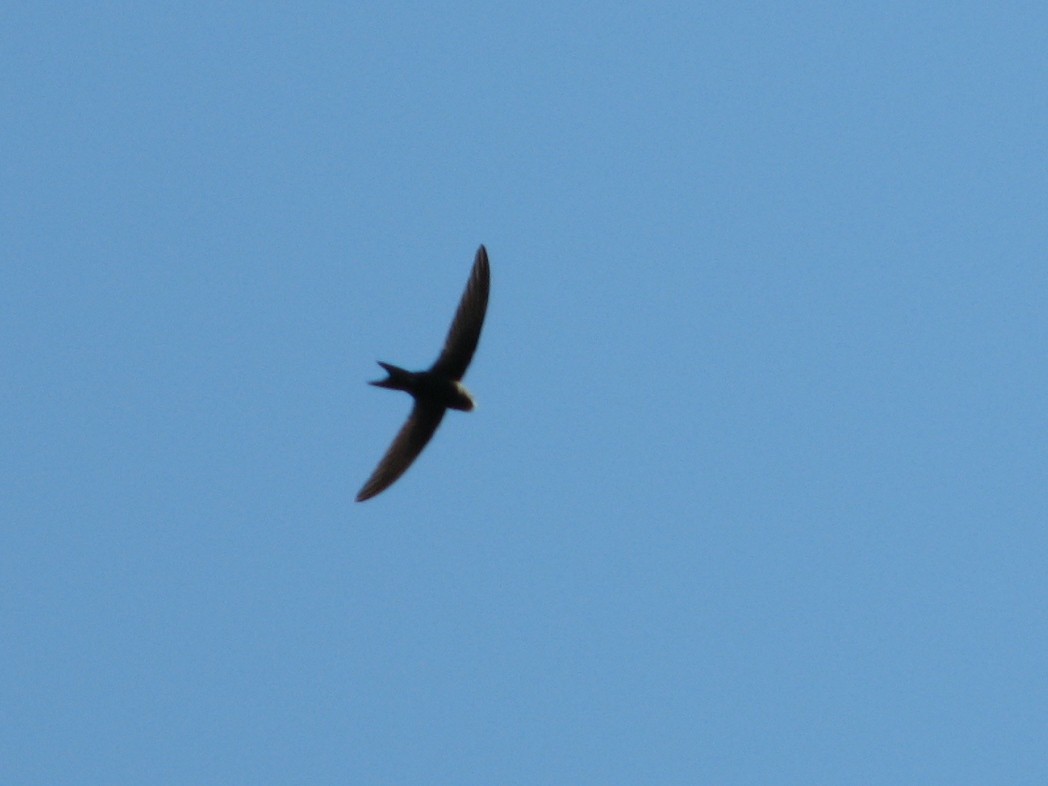 Common Swift - ML638974209
