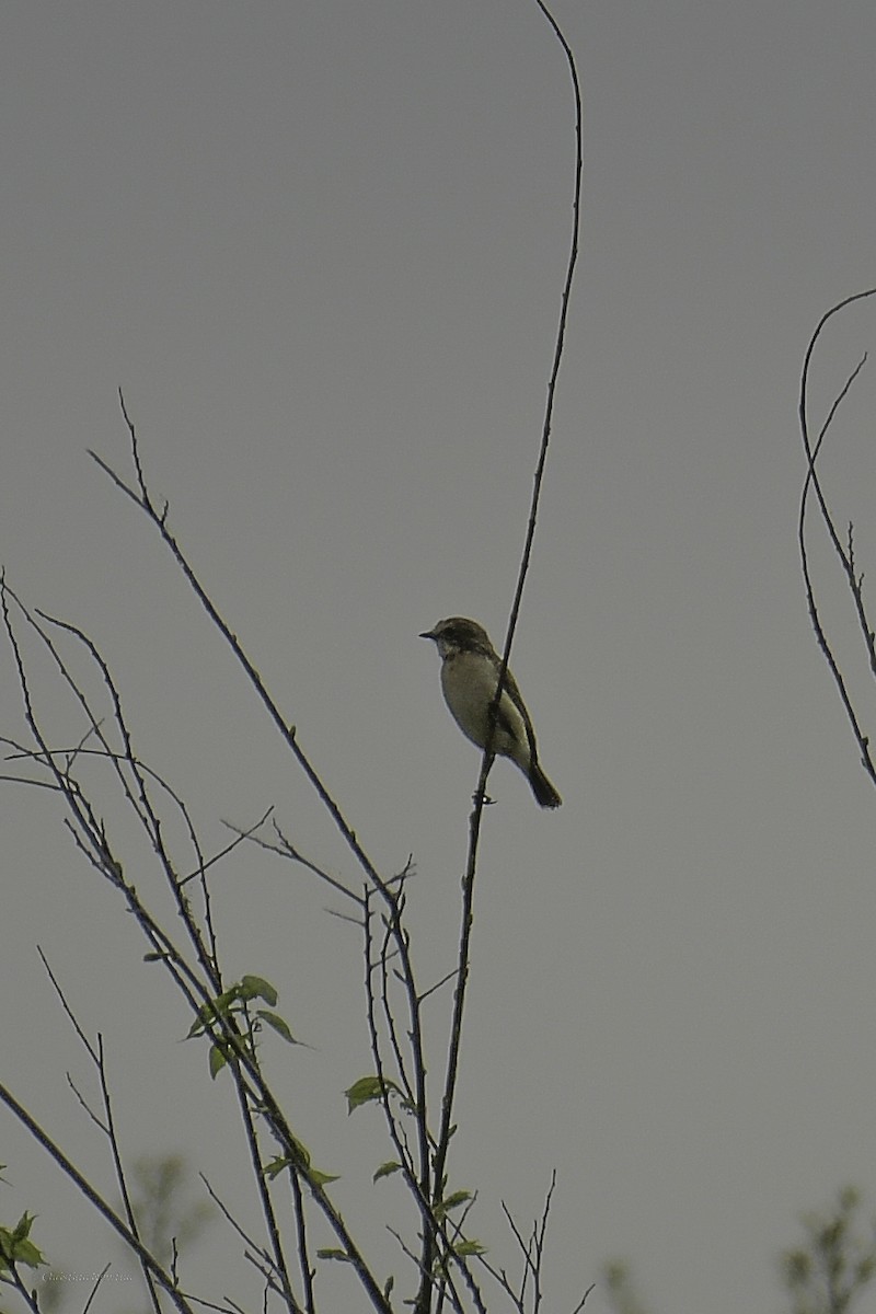 Amur Stonechat - ML638974213