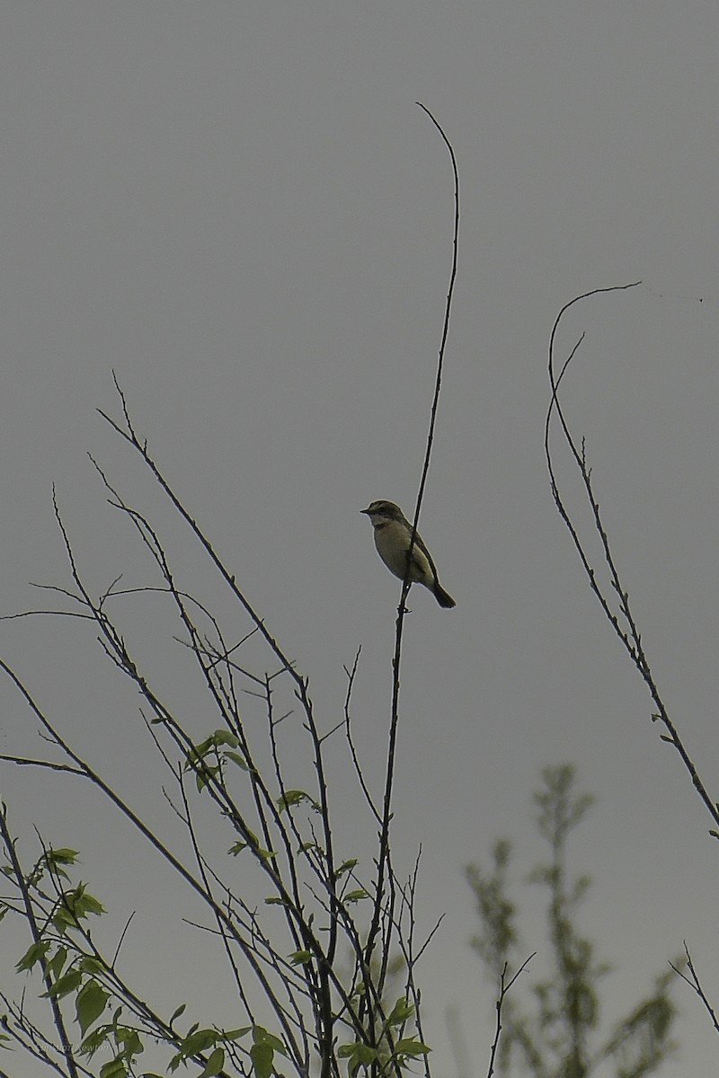 Amur Stonechat - ML638974214