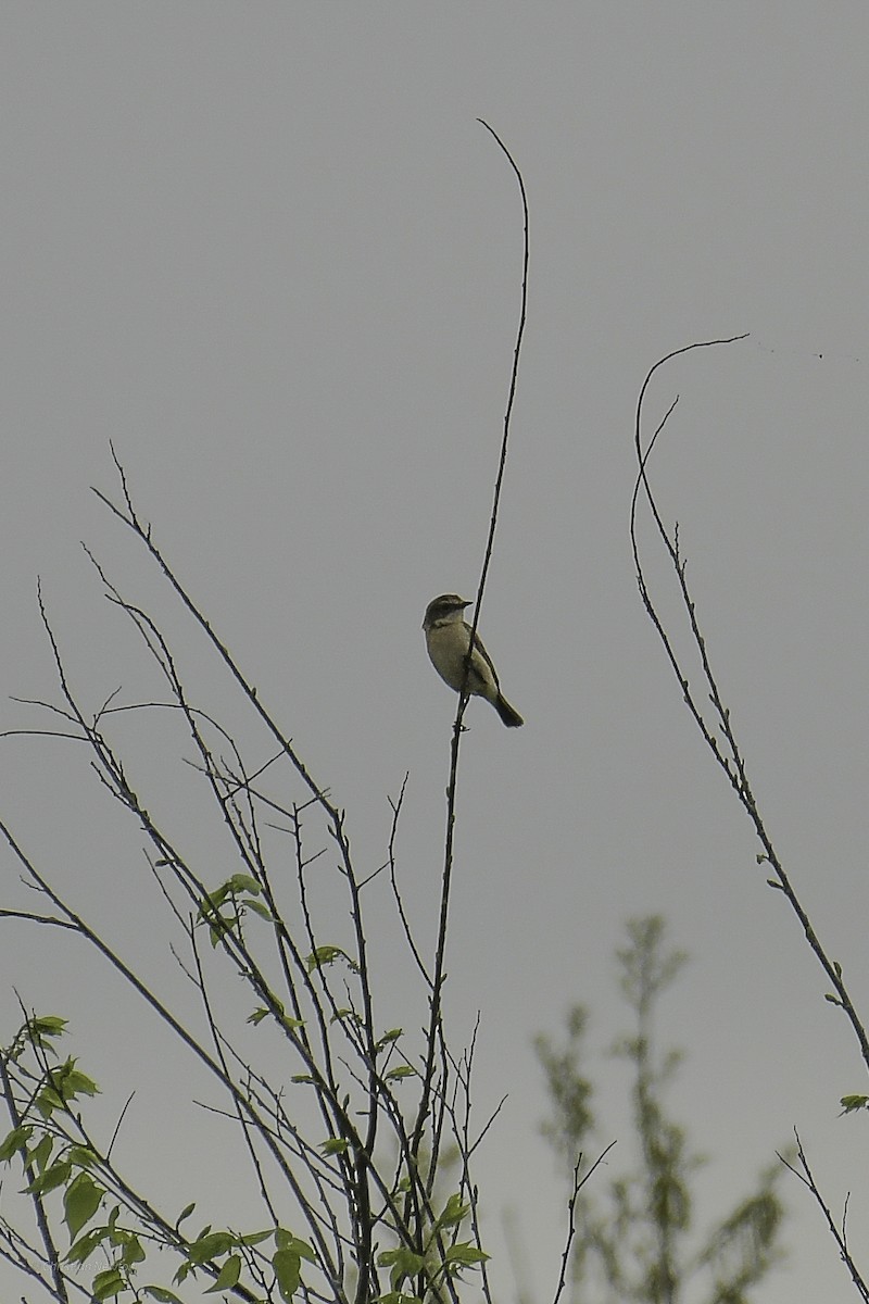 Amur Stonechat - ML638974215