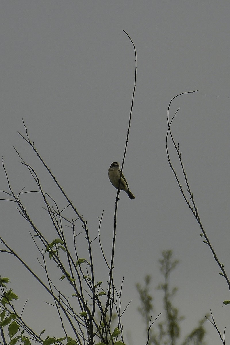 Amur Stonechat - ML638974216