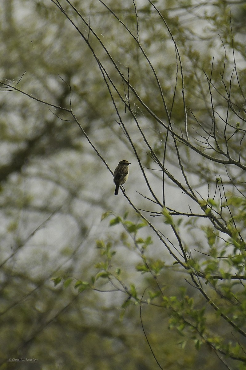 Amur Stonechat - ML638974217