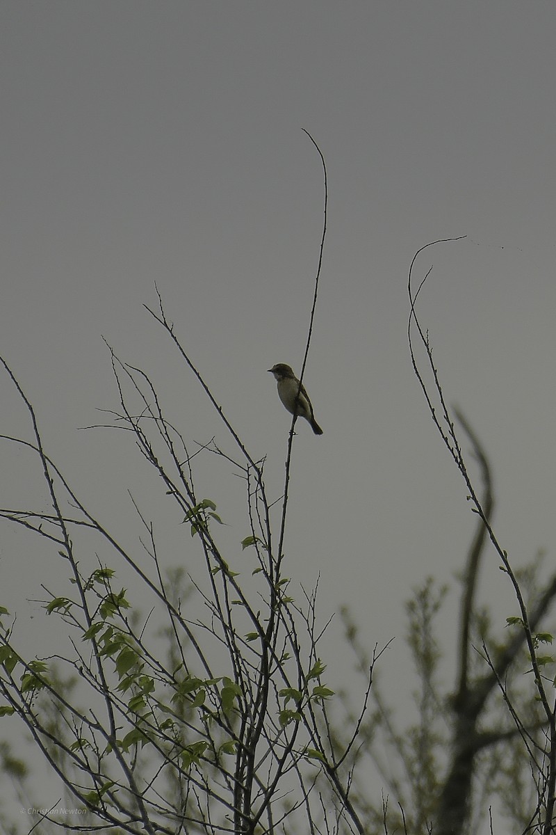 Amur Stonechat - ML638974218