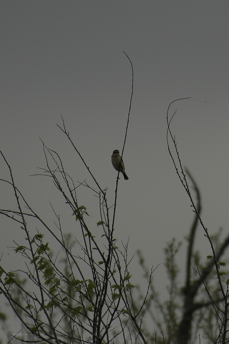 Amur Stonechat - ML638974219