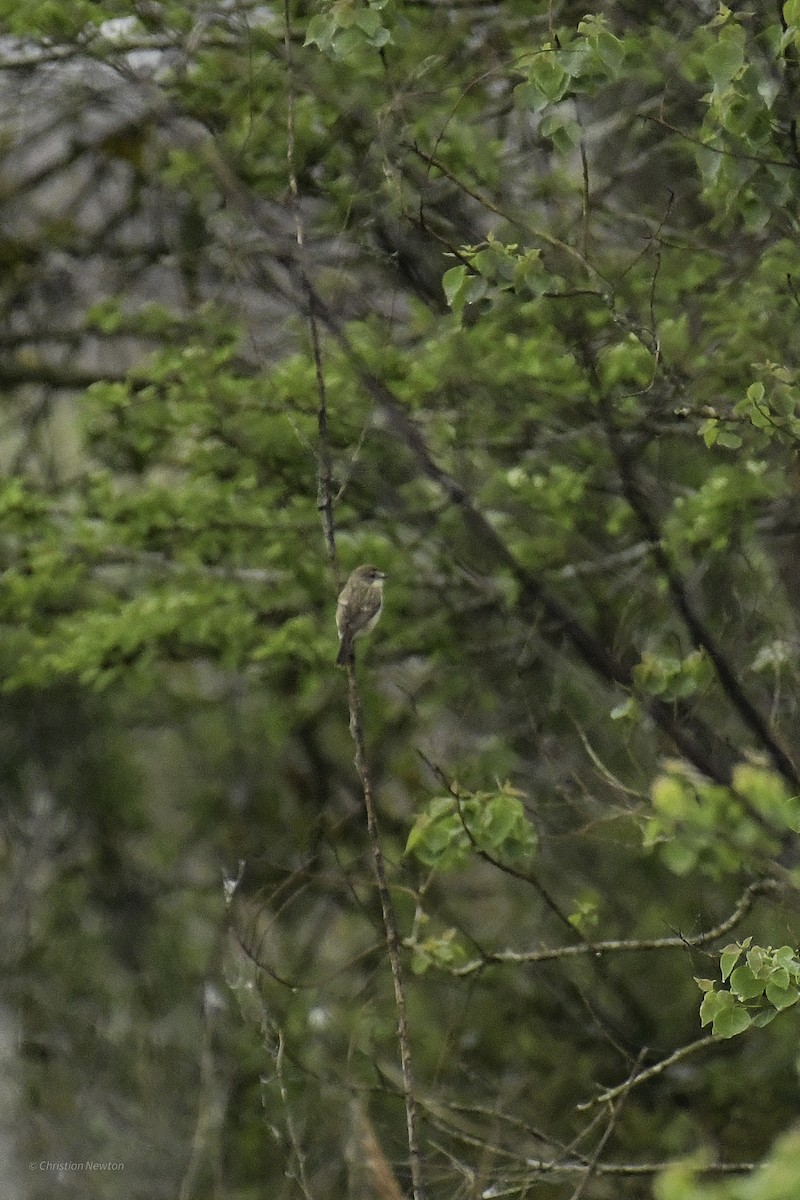 Amur Stonechat - ML638974220