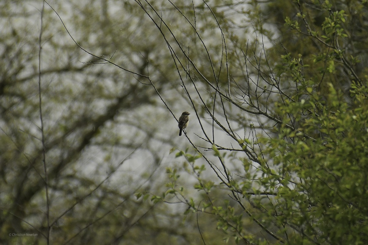 Amur Stonechat - ML638974221