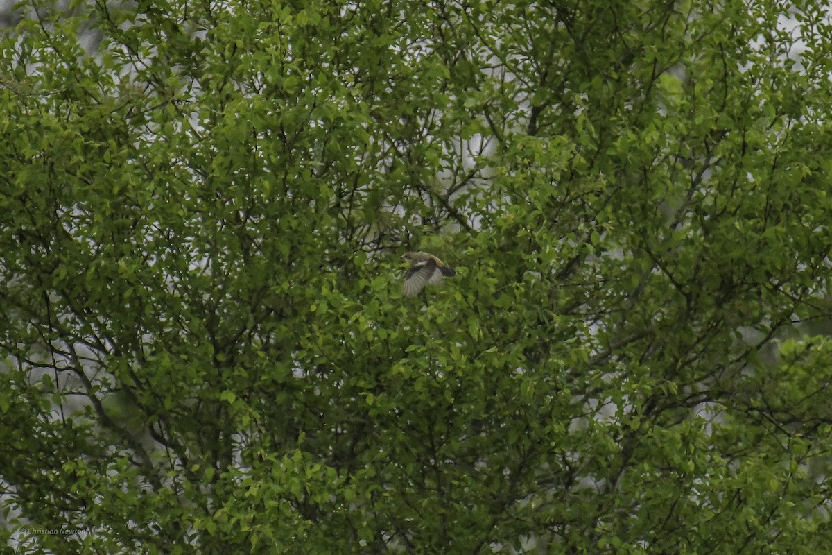 Amur Stonechat - ML638974223