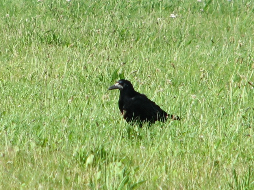 Rook - ML638974227