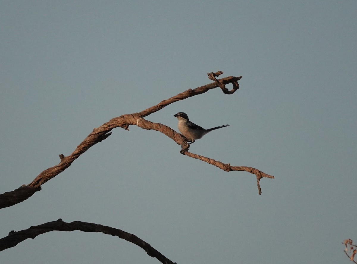 Iberian Gray Shrike - ML638974228