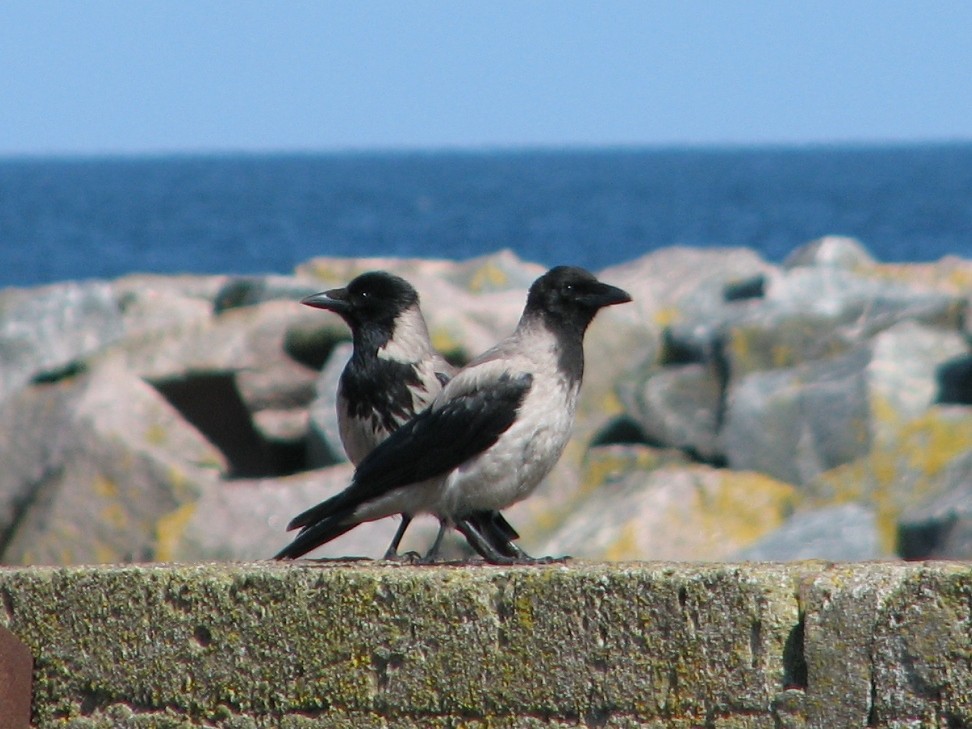 Hooded Crow - ML638974229