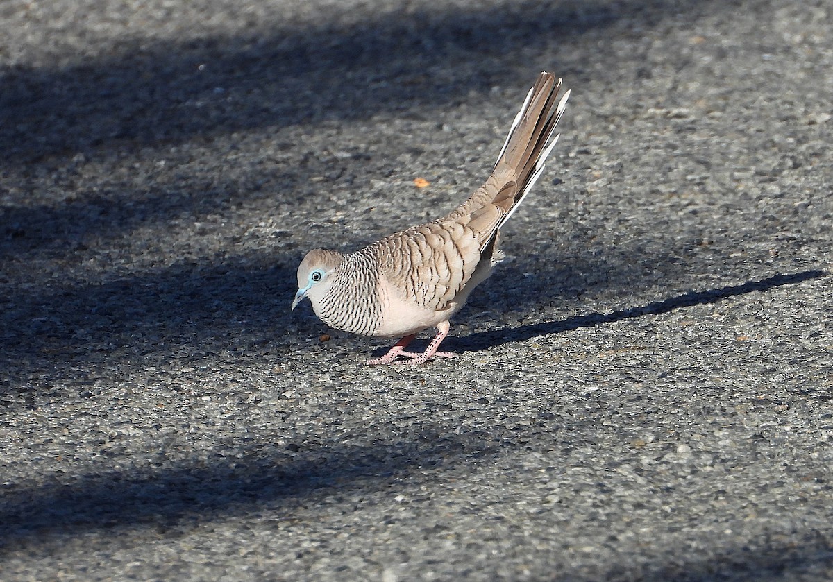 Peaceful Dove - ML638974236