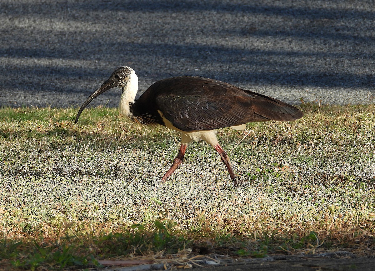 Ibis d'Australie - ML638974243