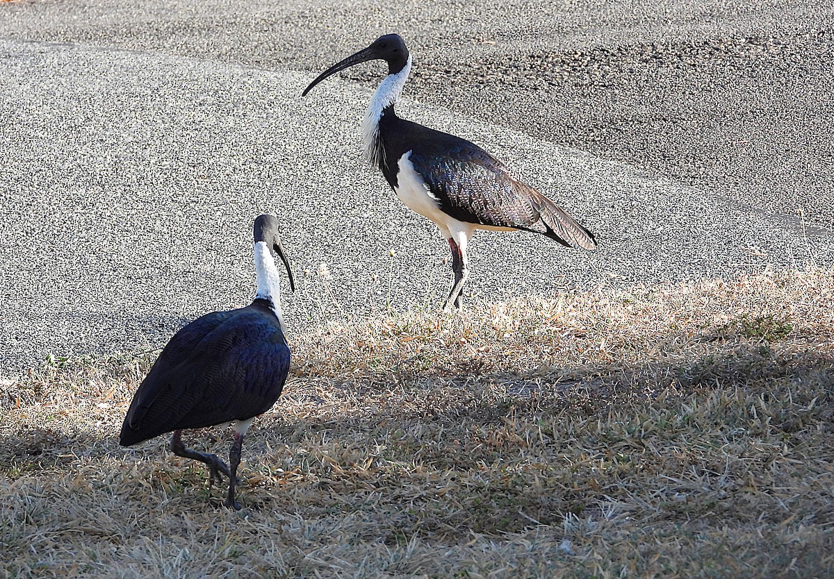 Ibis d'Australie - ML638974244