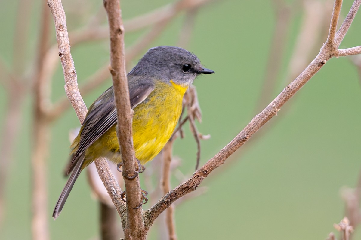 Eastern Yellow Robin - ML638974246