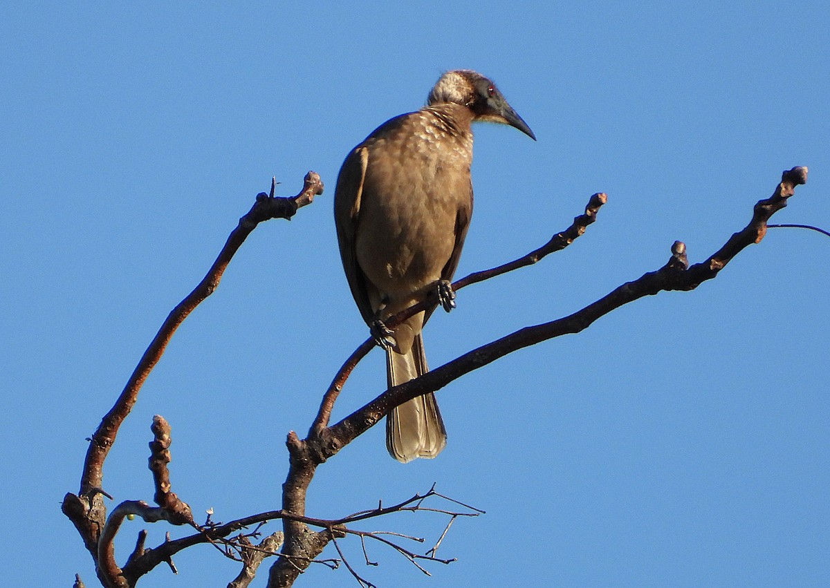 Filemón de Yelmo - ML638974259