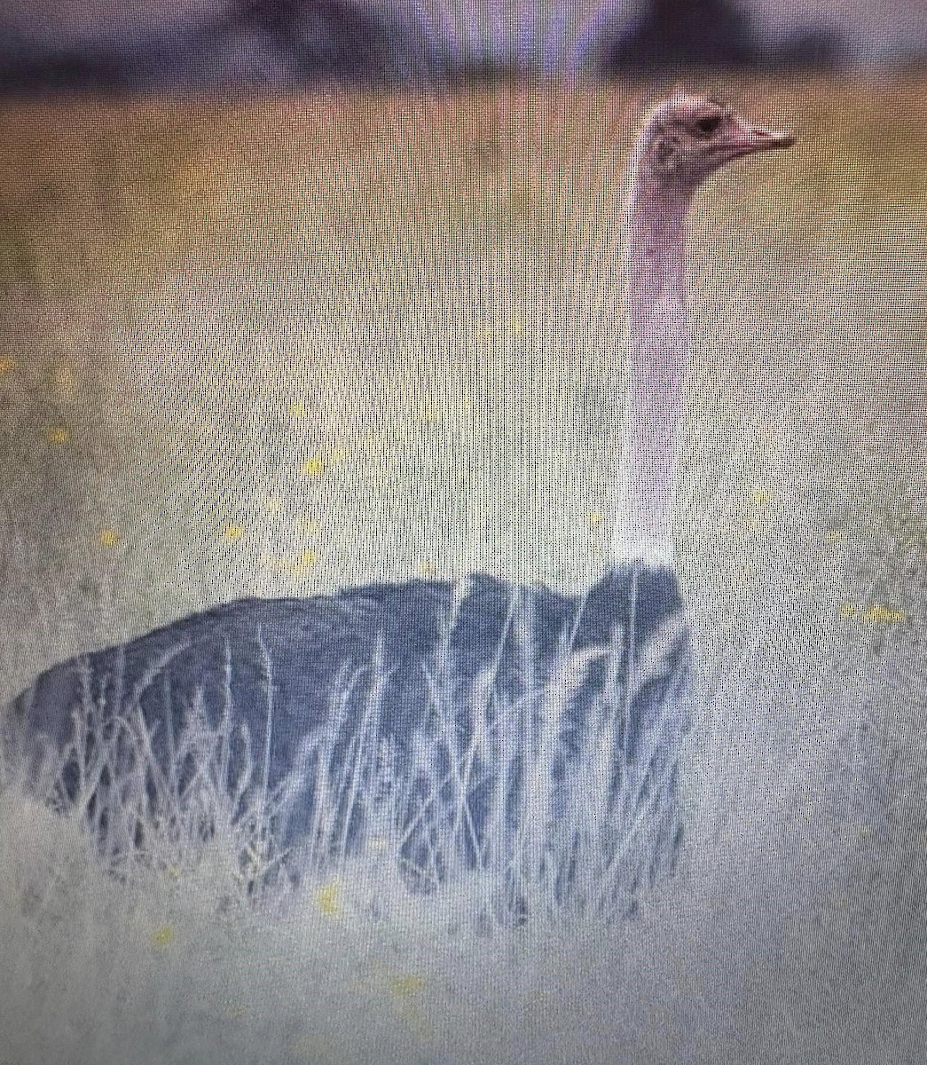 Common Ostrich - ML638974304