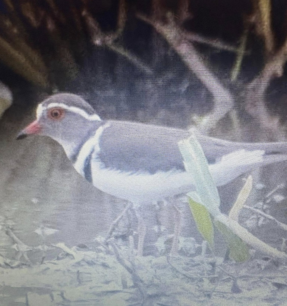 Three-banded Plover - ML638974320