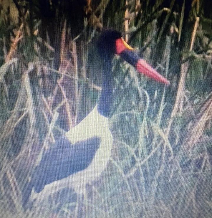 Saddle-billed Stork - ML638974330