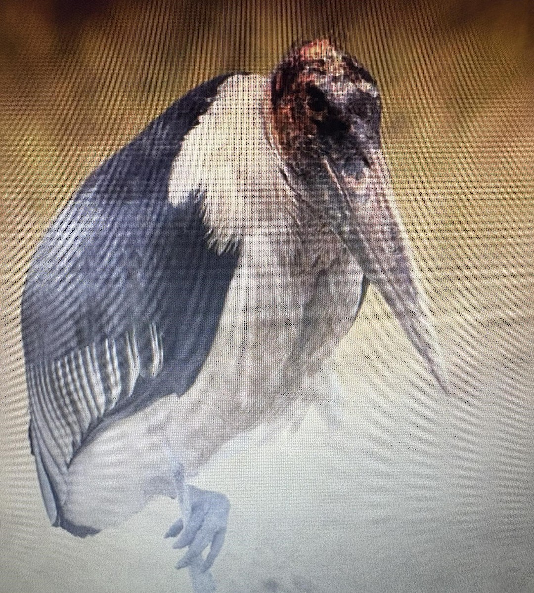 Marabou Stork - ML638974336