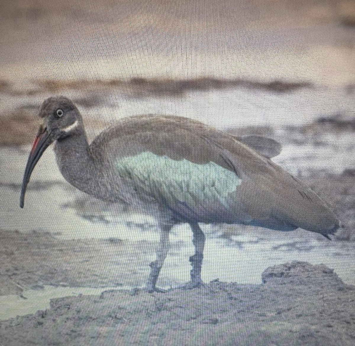 Hadada Ibis - ML638974346