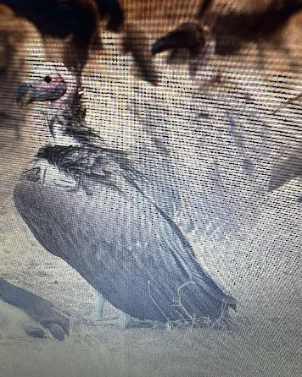 Lappet-faced Vulture - ML638974350