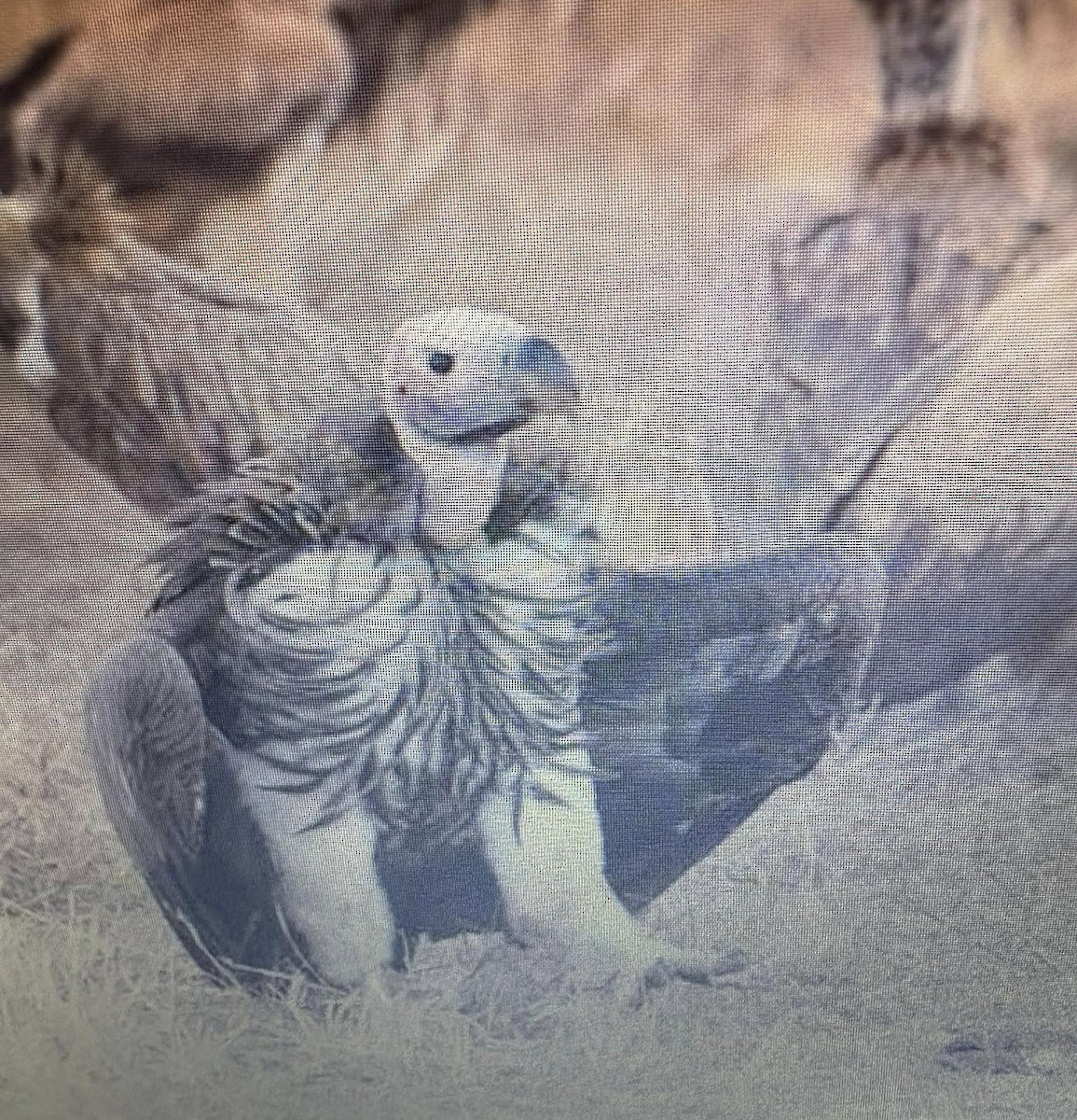 Lappet-faced Vulture - ML638974354