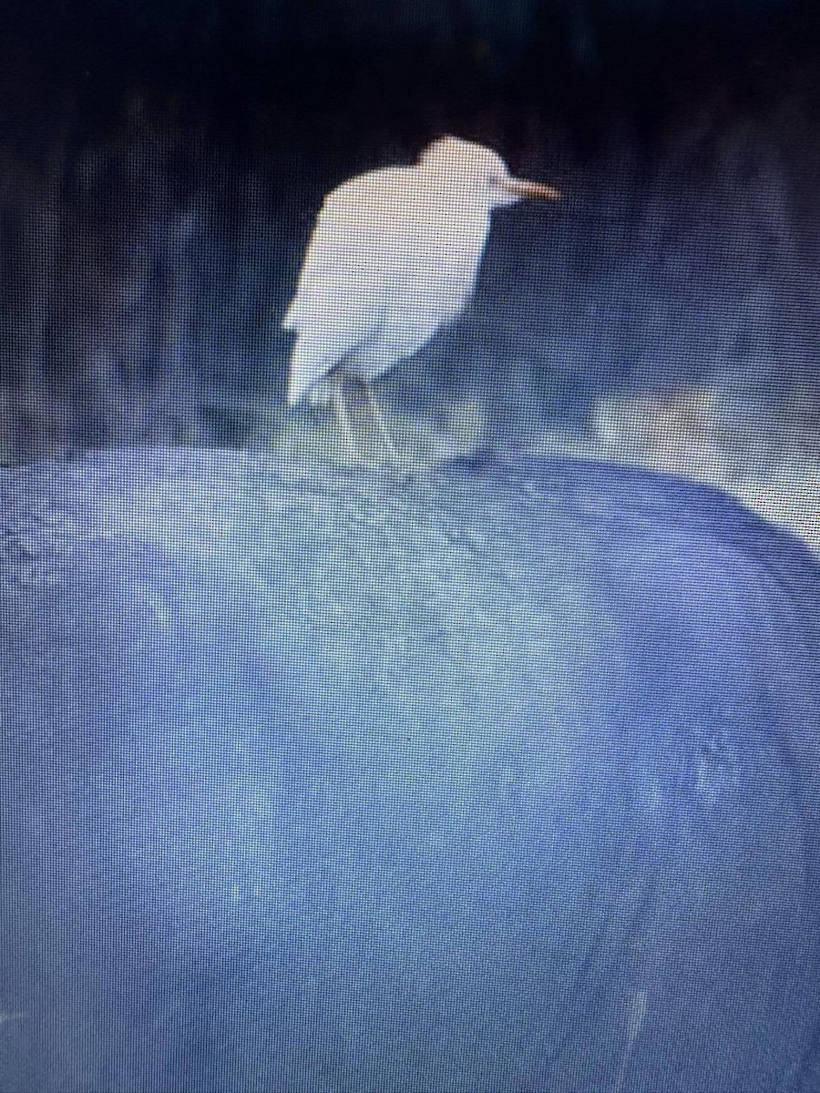 Western Cattle-Egret - ML638974374