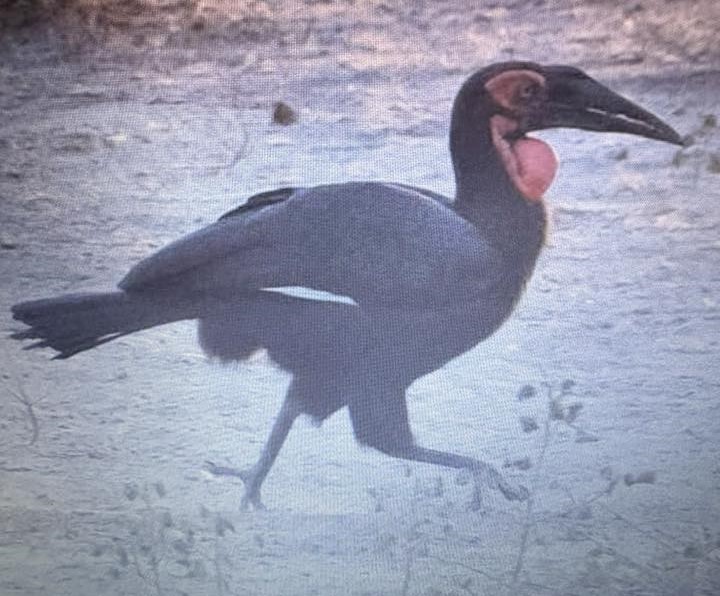 Southern Ground-Hornbill - ML638974392