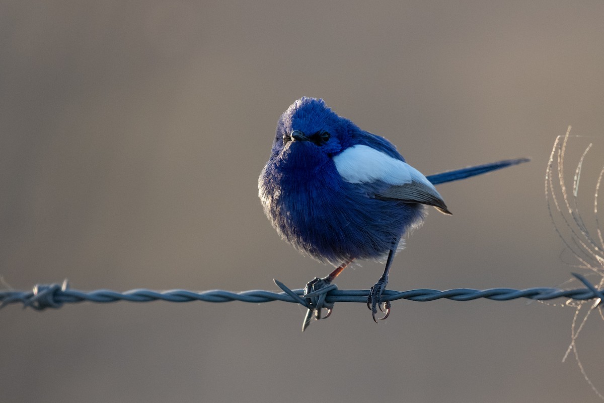 White-winged Fairywren - ML638974398