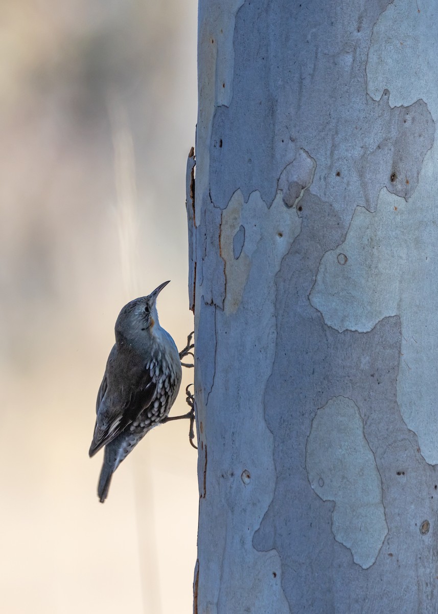 White-throated Treecreeper - ML638974405