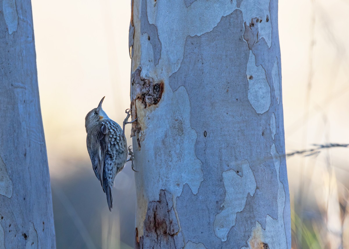 White-throated Treecreeper - ML638974407
