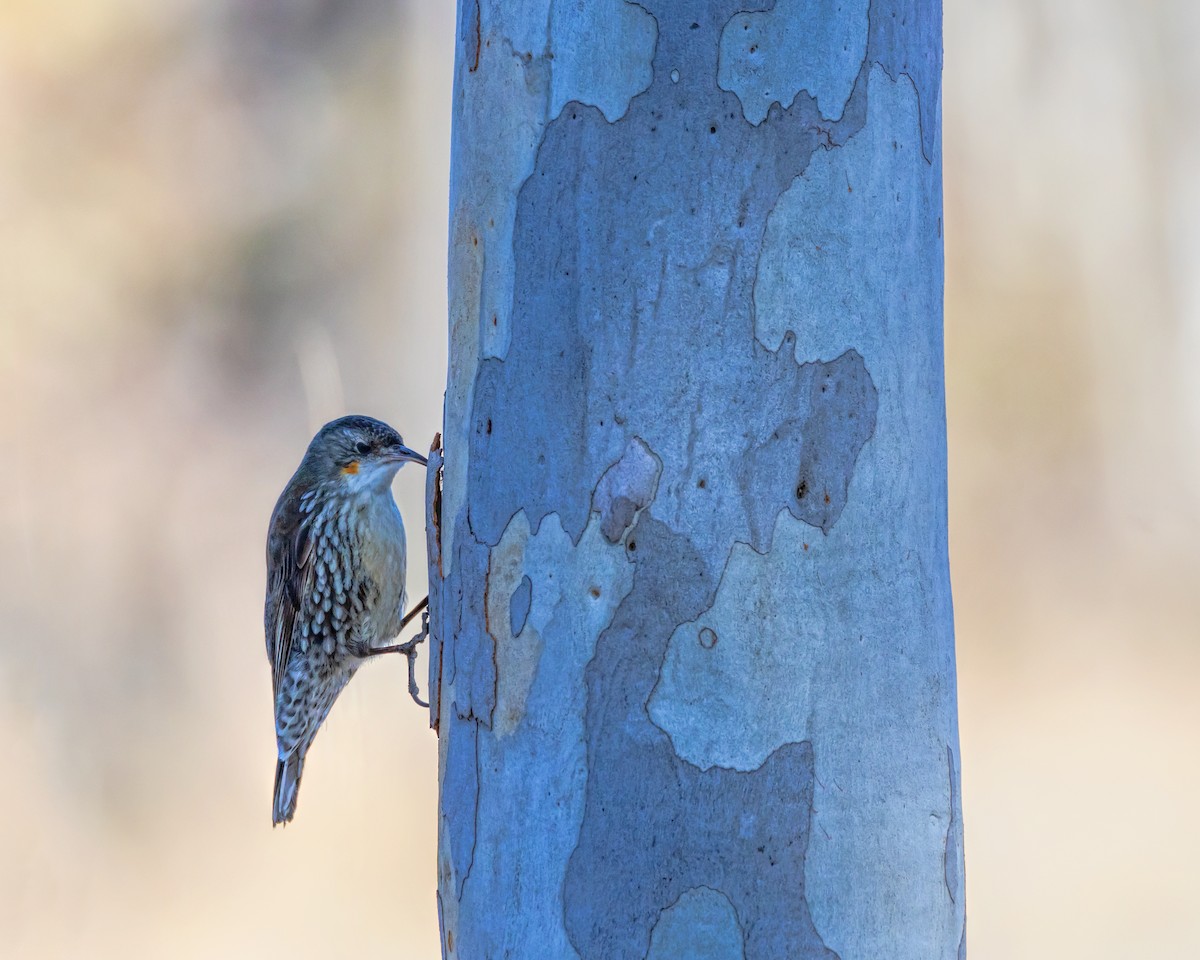 White-throated Treecreeper - ML638974408
