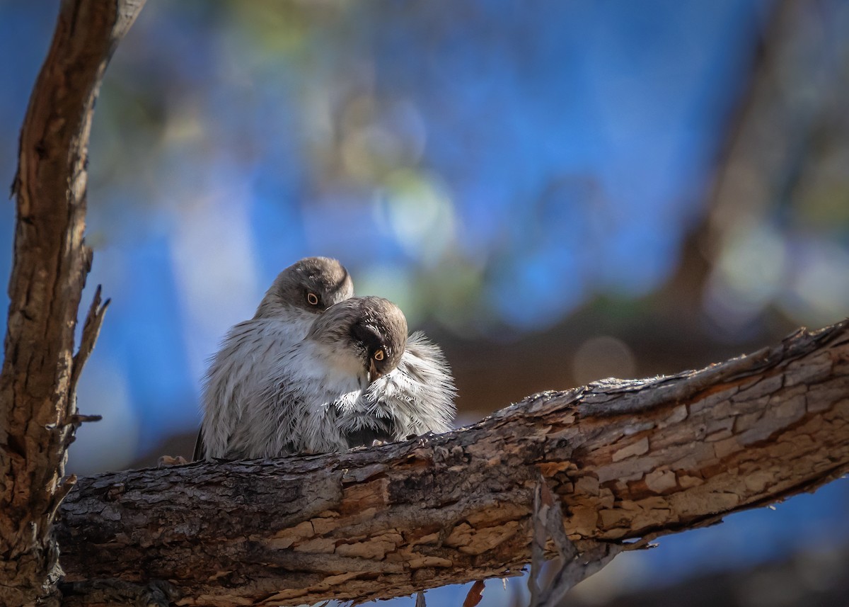 Varied Sittella - ML638974410