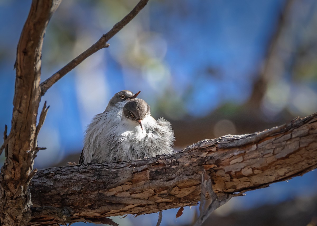 Varied Sittella - ML638974411
