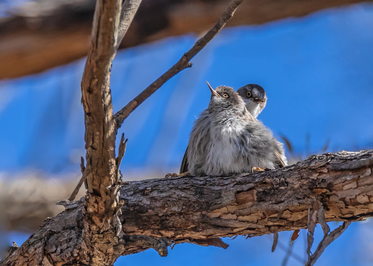Varied Sittella - ML638974412