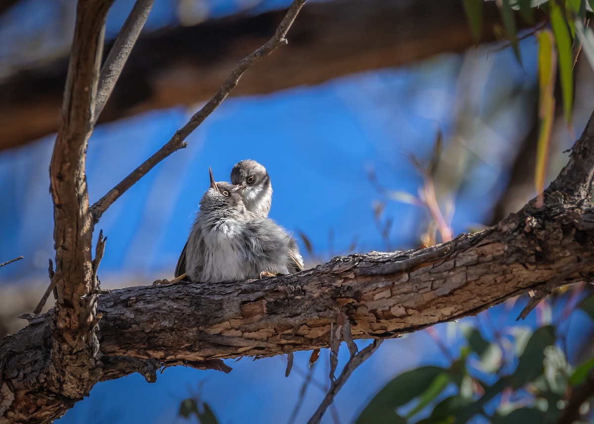Varied Sittella - ML638974413