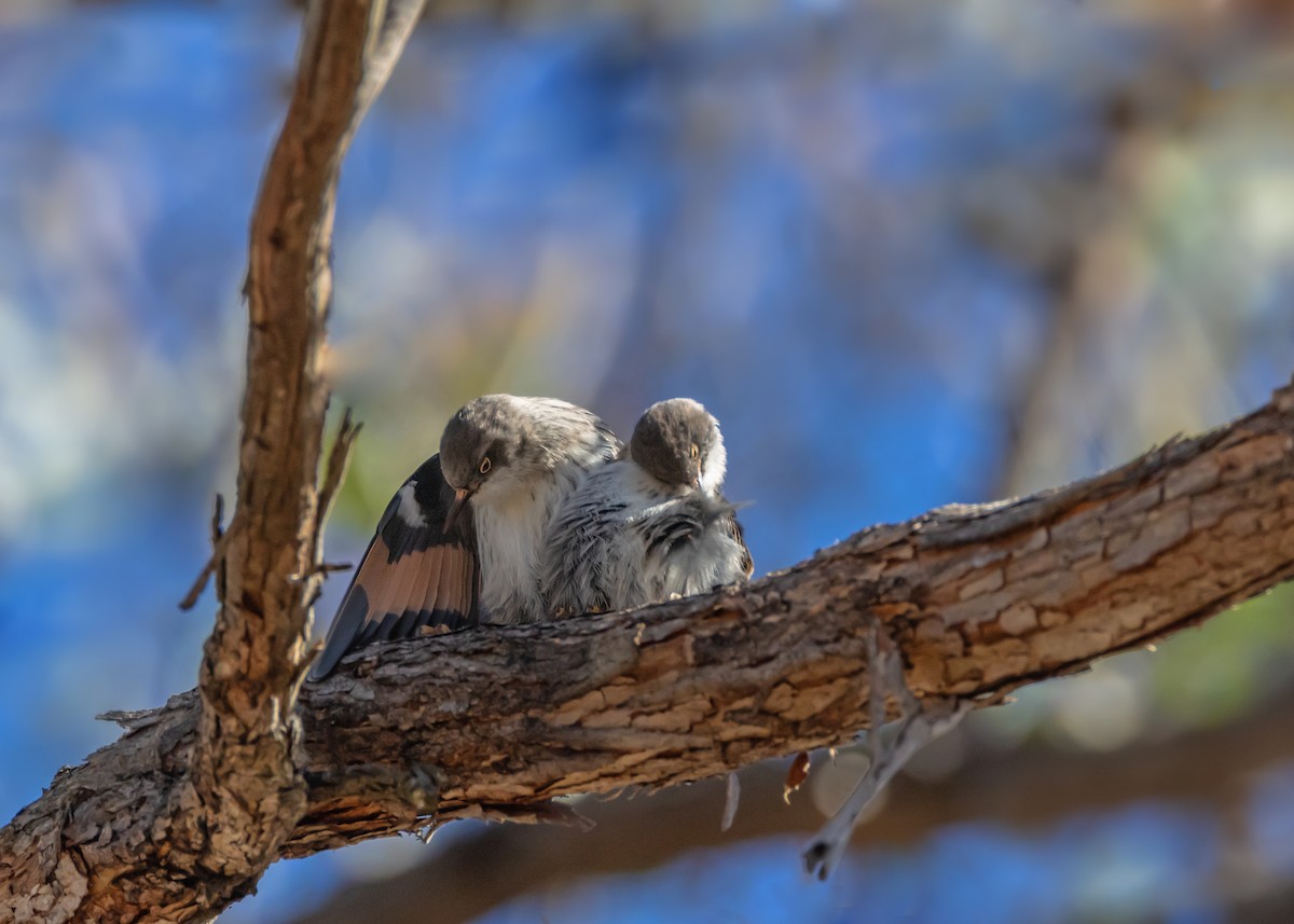 Varied Sittella - ML638974414