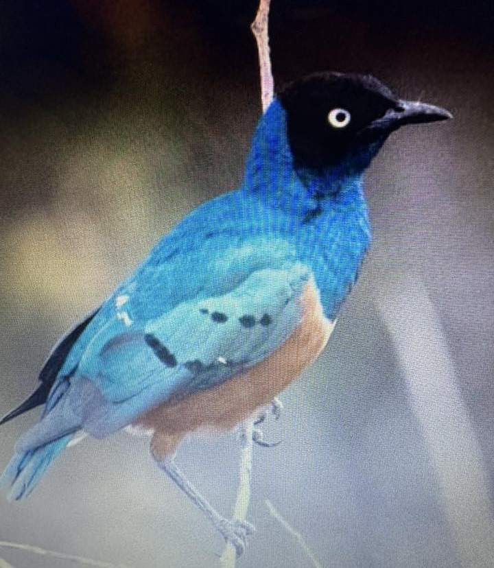 栗頭麗椋鳥 - ML638974417