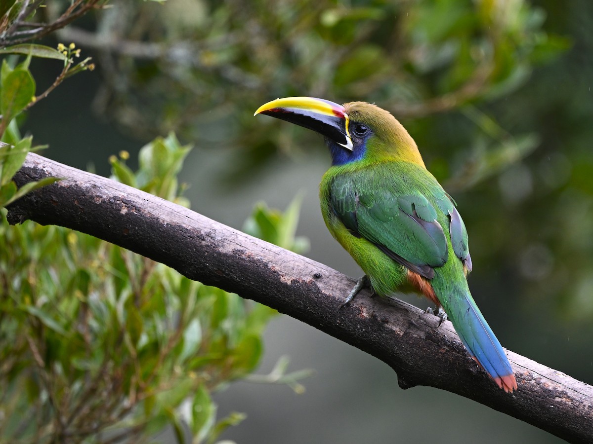 Northern Emerald-Toucanet - ML638974445